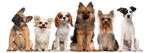 A group of dogs and cats sitting in front of each other.