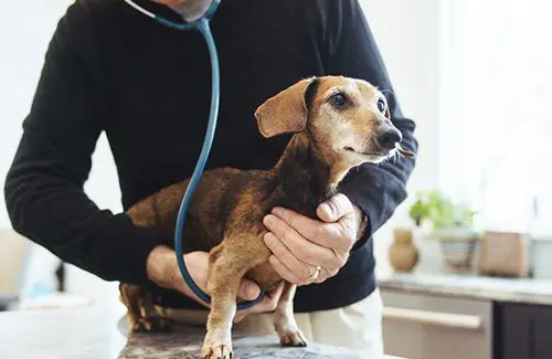 A person holding a dog with a stethoscope around it's neck.