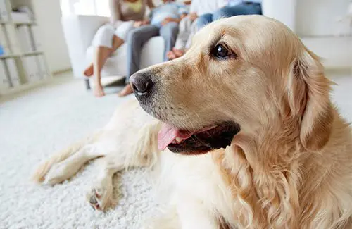 A dog laying on the floor of a living room.