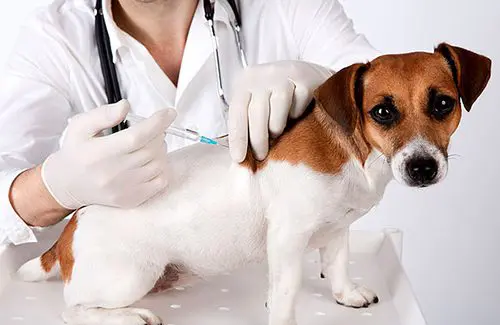 A dog being examined by a vet.