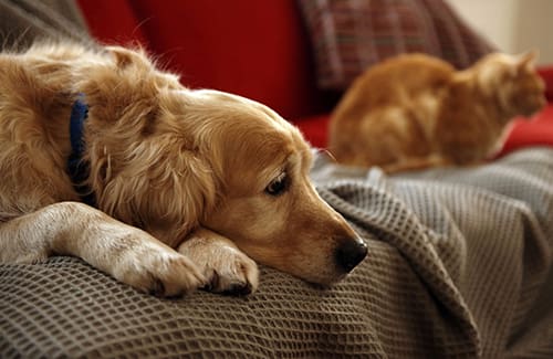 Two dogs laying on a blanket next to each other.